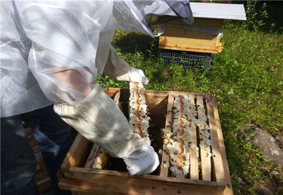 重慶土蜂蜜批發