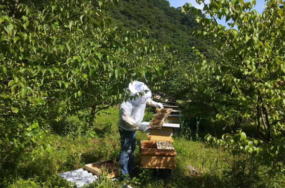 重慶石柱土蜂蜜