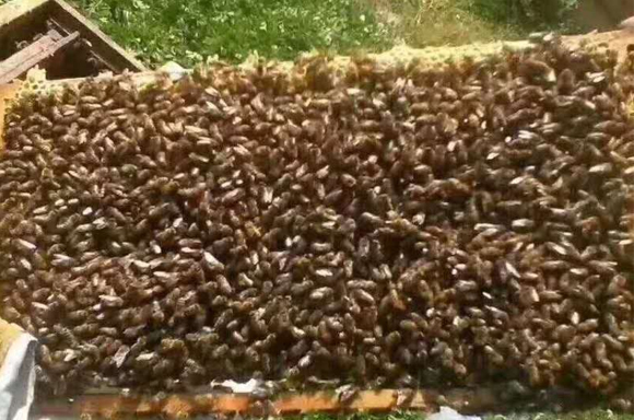 蜂蜜采集