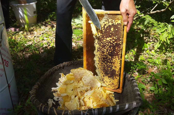 蜂蜜批發廠家