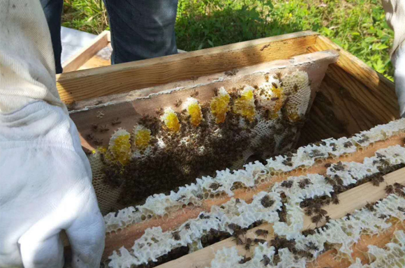蜂蜜生產廠家